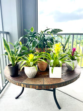 Load image into Gallery viewer, Seamoss Plant Water
